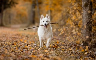 Картинка собаки, собака, пес, животное, животные, питомец, бег, лес, деревья, дерево, природа, осень, белый