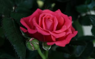 Картинка rose, цветение, бутон, Bud, leaves, роза, petals, лепестки, листья