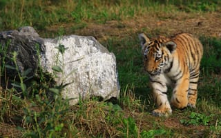 Картинка тигр, бенгальский тигр, полосатый, дикие кошки, дикий, кошки, большие кошки, большая кошка, хищник, животные, детеныш, маленький