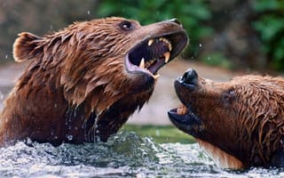 Картинка медведь, животные, животное, природа, злой