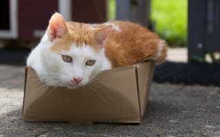 Картинка кот, взгляд, глаза, кошка, котэ, коробка