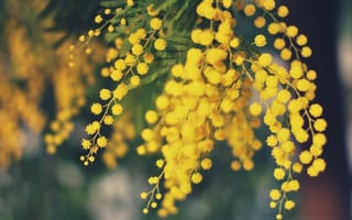 Картинка мимоза, желтые, цветы