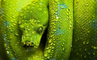 Обои чешуя, змея, голова, зеленый