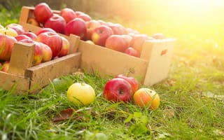 Картинка травка, ящики, сбор урожая, спелые яблоки