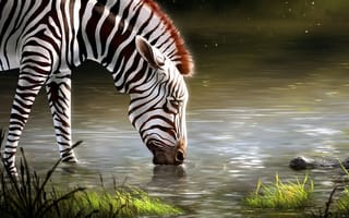Картинка зебра, животные, животное, природа, река