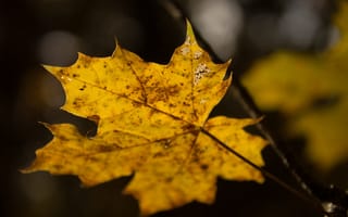 Картинка кленовый лист, лист, клен, осень, осенние, время года, сезоны, сезонные