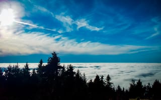 Картинка лес, деревья, дерево, природа, туман, дымка, облачно, облачный, облака, туча, облако, тучи, небо