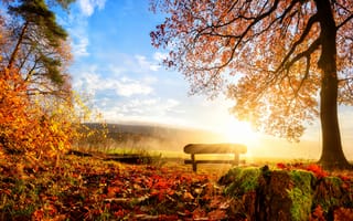 Картинка лес, деревья, дерево, природа, осень, осенние, время года, сезоны, сезонные