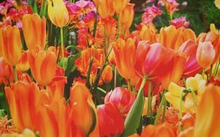 Картинка тюльпаны, цветы, оранжевые, лепестки