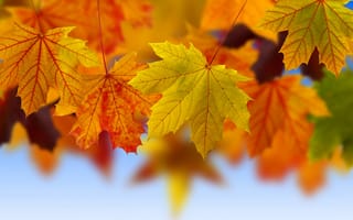 Картинка листья, осень, макро, коллаж, клен