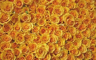 Картинка роза, цветок, цветы, растение, растения, цветочный, желтый