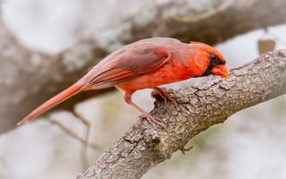 Картинка красный кардинал, кардинал, красный, птица, птицы, животное, животные, ветка