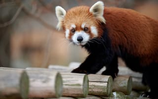 Картинка красная панда, малая панда, животное, животные, природа