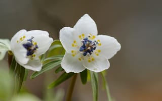 Картинка Shibateranthis, цветы, белые, фокус, Весенник