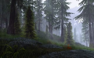 Картинка лес, деревья, дерево, природа, туман, дымка