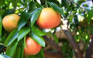 Картинка Tree, Nature, Food, Grapefruit