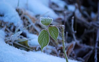 Картинка зима, снег, веточки, листочки, природа
