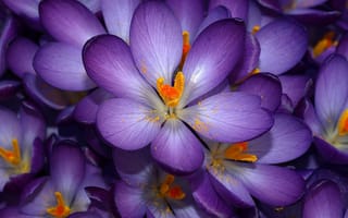 Картинка крокус, цветок, цветущий, весна, цветы, растение, растения, цветочный, макро, крупный план, фиолетовый