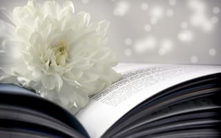 Картинка цветок, боке, хризантема, страницы, белая, книга
