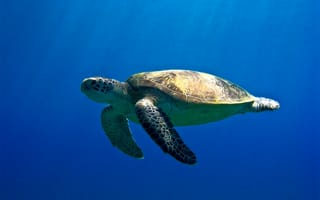 Картинка черепаха, египет, море