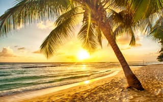 Картинка пальма, дерево, пляж, песок, песчаный, берег, побережье, море, океан, вода, лето, летние, утро, утренний, рассвет, восход, солнце