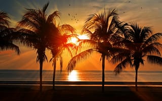 Картинка море, океан, вода, закаты, вечер, берег, побережье, пляж, пальма, дерево, тропики, тропический, свет, лучи, солнечный свет, лучи солнца, солнце