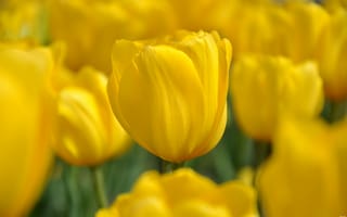 Картинка тюльпаны, природа, много, поле, желтые, весна