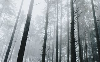 Картинка луг, природа, туман, дымка, осень