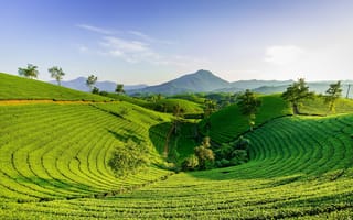 Картинка чайная плантация, горы, гора, природа, пейзаж