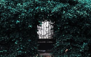 Обои листья, дверь, калитка