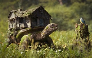 Картинка черепаха, дом, птица, трава, разные