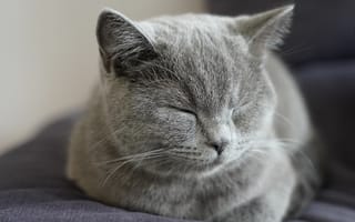 Картинка кот, кошки, кошка, кошачьи, домашние, животные, сон, сонный