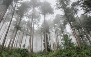 Картинка лес, деревья, дерево, природа, туман, дымка