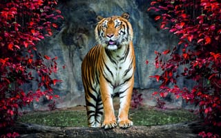 Картинка тигр, бенгальский тигр, полосатый, дикие кошки, дикий, кошки, большие кошки, большая кошка, хищник, животные, осень