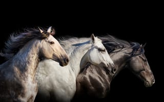 Картинка лошади, конь, животные, бег