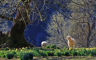 Картинка овца, ягненок, животные, животное, природа, весна