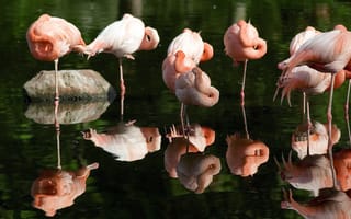 Обои розовые, Flamingo, фламинго, отражение, вода
