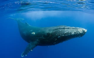 Картинка кит, подводный мир, подводный, море, океан, вода, большой