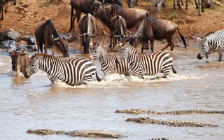 Картинка антилопа гну, крокодил, антилопа, зебра, животные, животное, природа, река