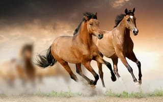 Картинка лошади, конь, животные, пара, двое, бег
