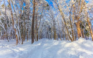 Картинка зима, зимние, время года, сезоны, сезонные, лес, деревья, дерево, природа, снег