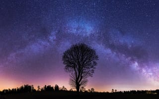 Картинка дерево, природа, ночь, темнота, астрофотография, звезда, звезды, Млечный Путь
