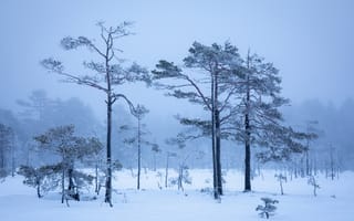 Картинка зима, зимние, время года, сезоны, сезонные, лес, деревья, дерево, природа, снег, белый, туман, дымка