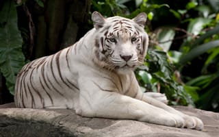 Картинка тигр, бенгальский тигр, полосатый, дикие кошки, дикий, кошки, большие кошки, большая кошка, хищник, животные, белый