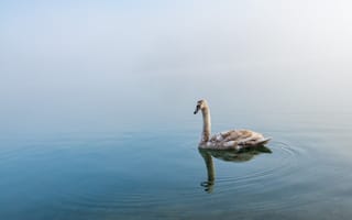 Картинка живая природа, отражение, озеро, лебедь