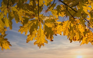 Картинка осень, осенние, время года, сезоны, сезонные, лист, листья, листва, желтый, дуб
