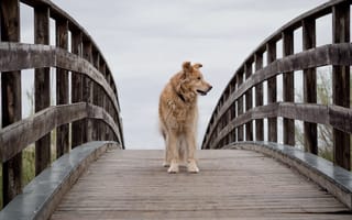 Картинка собаки, собака, пес, животное, животные, питомец, мост