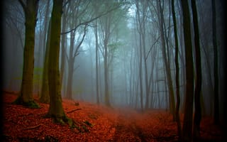 Картинка природа, осень, дымка, магия, лес