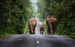 Картинка слон, животное, животные, природа, детеныш, маленький, дорога
