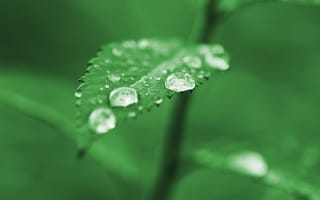 Обои лист, макро, зелень, капли, листок, зеленый, green, дождь